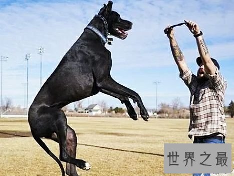 世界上最高大的狗，2.1米高的它内心其实挺温柔的。