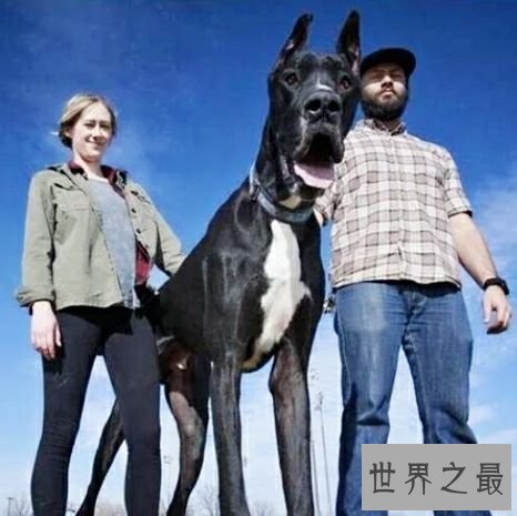 世界上最高大的狗，2.1米高的它内心其实挺温柔的。