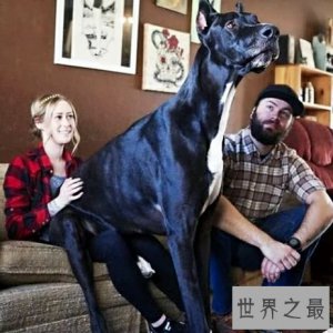 ​世界上最高大的狗，2.1米高的它内心其实挺温柔的。