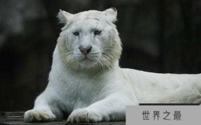 ​世界上最白的老虎：纯白虎，曾与自己女儿交配的老虎(仅存200只)