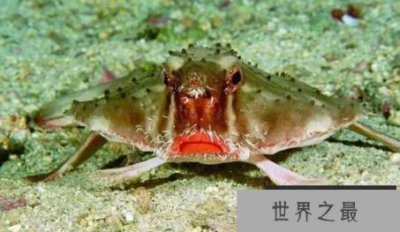 ​世界上最丑的动物排名