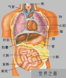 ​人体最大的器官是什么？皮肤(占总重量的15%)