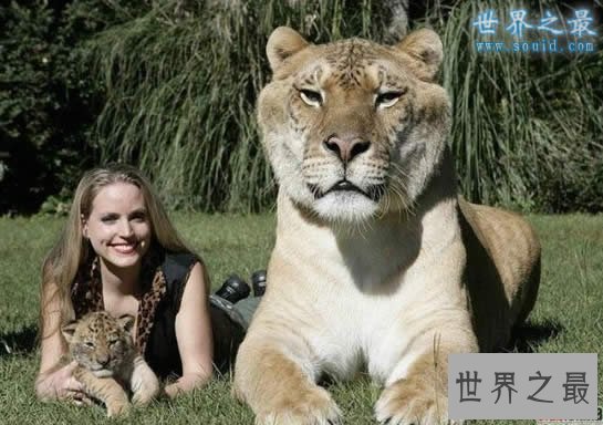 世界上最大的猫科动物，美国狮虎(长3.3米)