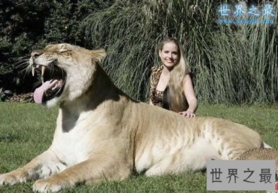 ​世界上最大的猫科动物，美国狮虎(长3.3米)