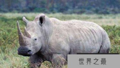 ​世界上最后一只独角兽在哪？于2018年去世