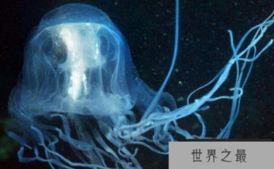 ​世界最毒水母排名，箱水母排第一(一只毒死60位成年人)