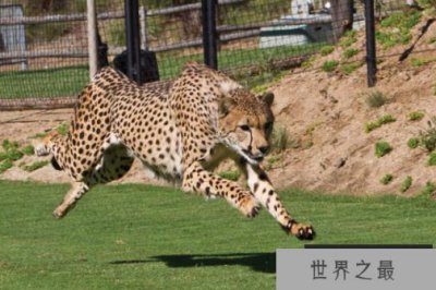 ​全球七大动物园排名 圣地亚哥动物园美国最大,第二无栅栏