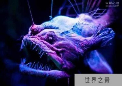 ​世界上最丑鱼怎么交配？安康鱼的奇葩交配方式(雌雄同体)