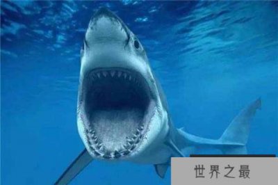 ​世界上最凶残的鲨鱼之一：噬人鲨会袭击人类
