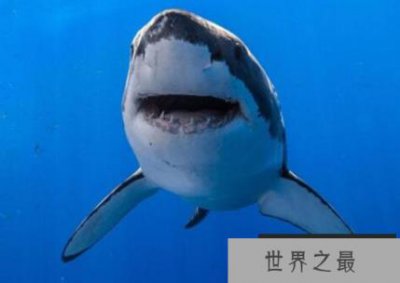​世界上最危险的动物排行