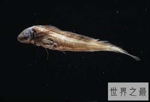 世界上潜水最深的动物，抹香鲸(下潜2200米)
