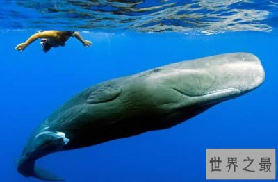 ​世界上潜水最深的动物，抹香鲸(下潜2200米)