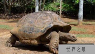 ​世界上寿命最长的动物前十名，乌龟当仁不让