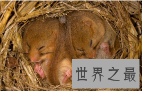 动物冬眠的方式，最奇葩的冬眠方式