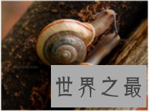动物冬眠的方式，最奇葩的冬眠方式