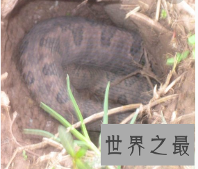 动物冬眠的方式，最奇葩的冬眠方式