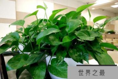 ​吸收甲醛的植物是什么?
