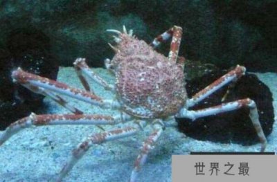 ​世界上最大的螃蟹是什么蟹？杀人蟹寿命可达100年