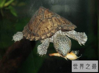 ​世界上最凶狠的剃刀龟，会互咬也会咬人