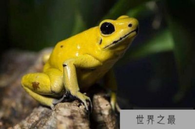 ​世界上最毒的青蛙，黄金箭毒蛙体长不超5厘米