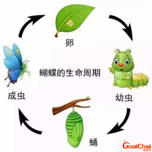 ​毛毛虫变蝴蝶的过程叫什么？毛毛虫变蝴蝶的过程图片