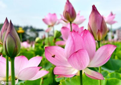 ​菡萏是什么意思，怎么读呀？