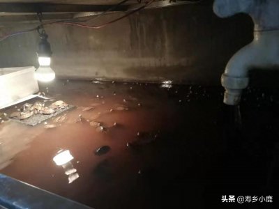 ​龟浮水有哪几种情况？哪种情况的浮水是正常的？哪种浮水是带病的