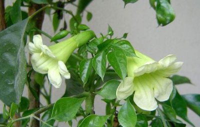 ​幸福树开花吗如何养护（平时做好“2件事”，开出小喇叭，太漂亮了）