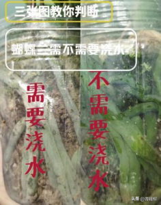 ​蝴蝶兰怎么养？新手蝴蝶兰养护指南来了