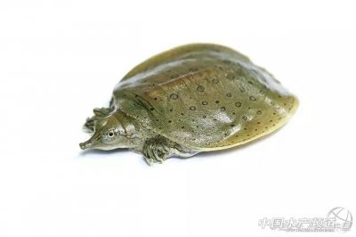 ​鳖吃什么 ，该怎么养？