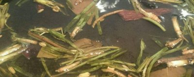 ​自己做的葱油可以保存多久 葱油保存时间长吗