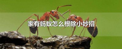 ​家里蚂蚁怎么根除 家有蚂蚁怎么消除