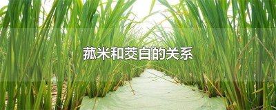 ​茭白是什么器官 茭白是什么的根茎
