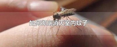 ​怎么消灭家里的蚊子卵 怎么灭蚊子卵