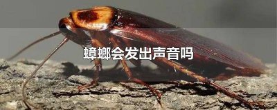 ​蟑螂会发出声音吗视频 蟑螂发出声音是什么意思
