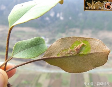 ​石韦的功效与作用（廉价良药）