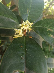 ​清和茶楼(共和新路店) 清河桥民间故事