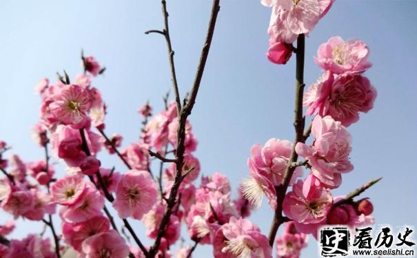 梅花花瓣