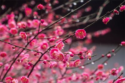 ​梅花象征着什么