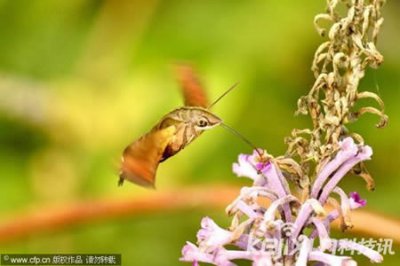 ​湖南发现神秘四不像生物 印尼奇俗挖亲人遗体装扮