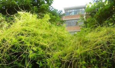​植物间通讯分享基因信息 科学家发明时间隐形斗篷