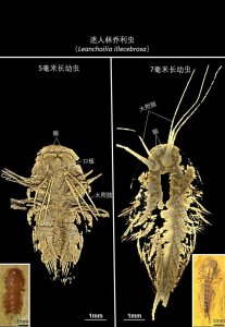 ​寒武纪大附肢类真节肢动物中不完全发育的口板