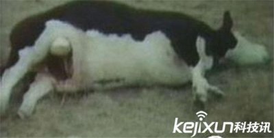 ​美国屠牛事件幕后黑手竟是外星人？上万头牛被屠杀