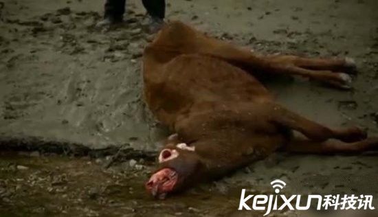 美国屠牛事件幕后黑手竟是外星人？上万头牛被屠杀