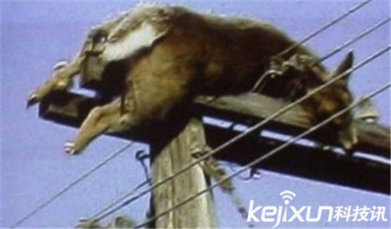 美国屠牛事件幕后黑手竟是外星人？上万头牛被屠杀