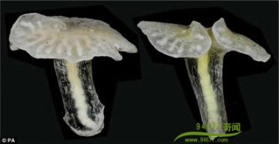 ​海底发现蘑菇状神秘生物 语言与生物进化相似