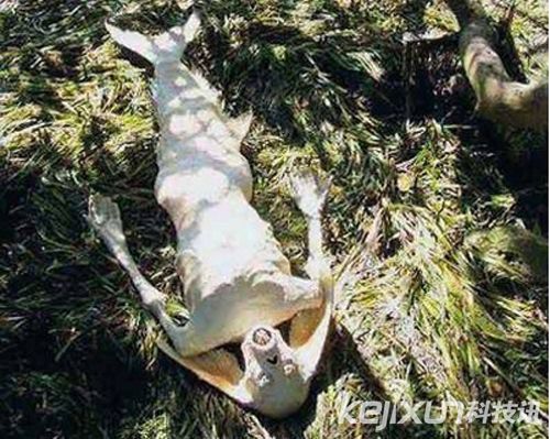 美国海滩惊现美人鱼尸体 科学家曾发现美人鱼化石