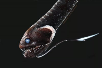 ​《Current Biology》杂志：深海终极伪装者 超黑鱼能吸收走99.5%照射到其身上