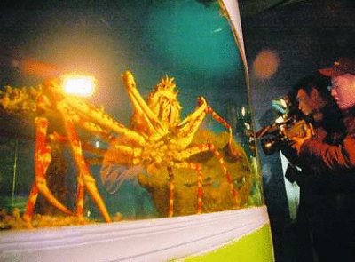 ​世界最大螃蟹日本杀人蟹凶狠无比，多人葬身蟹腹！