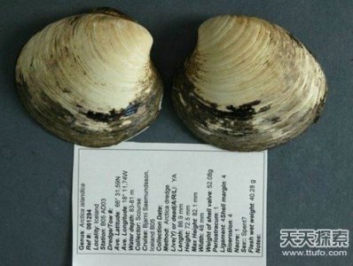 ​世界最老动物 名叫Ming的蛤蜊507岁